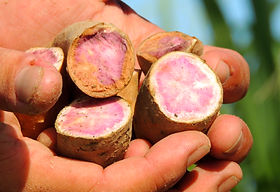 黍 キビ とは？ 意味や使い方 - コトバンク