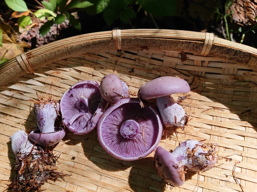 6月〜10月 きのこ「ハタケシメジ 畑占地・畑湿地 編」タカトンビ
