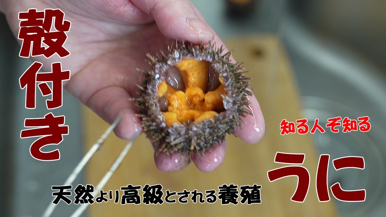 ウニの棘ウニゼミ発生生物学自主ゼミ