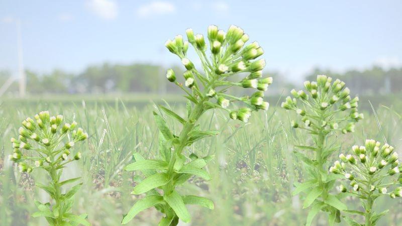 ふきのとう こんなに花が咲いても食べられるのですね？ 庭にまだたくさん咲いています。 フォローさせていただきます✨😌✨