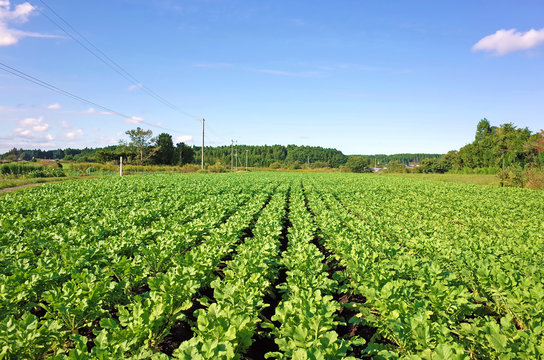 食事 大根 野菜 イラスト 白大根野菜 イラストのイラストイラスト画像とPSDフリー素材透過の無料ダウンロード - Pngtree