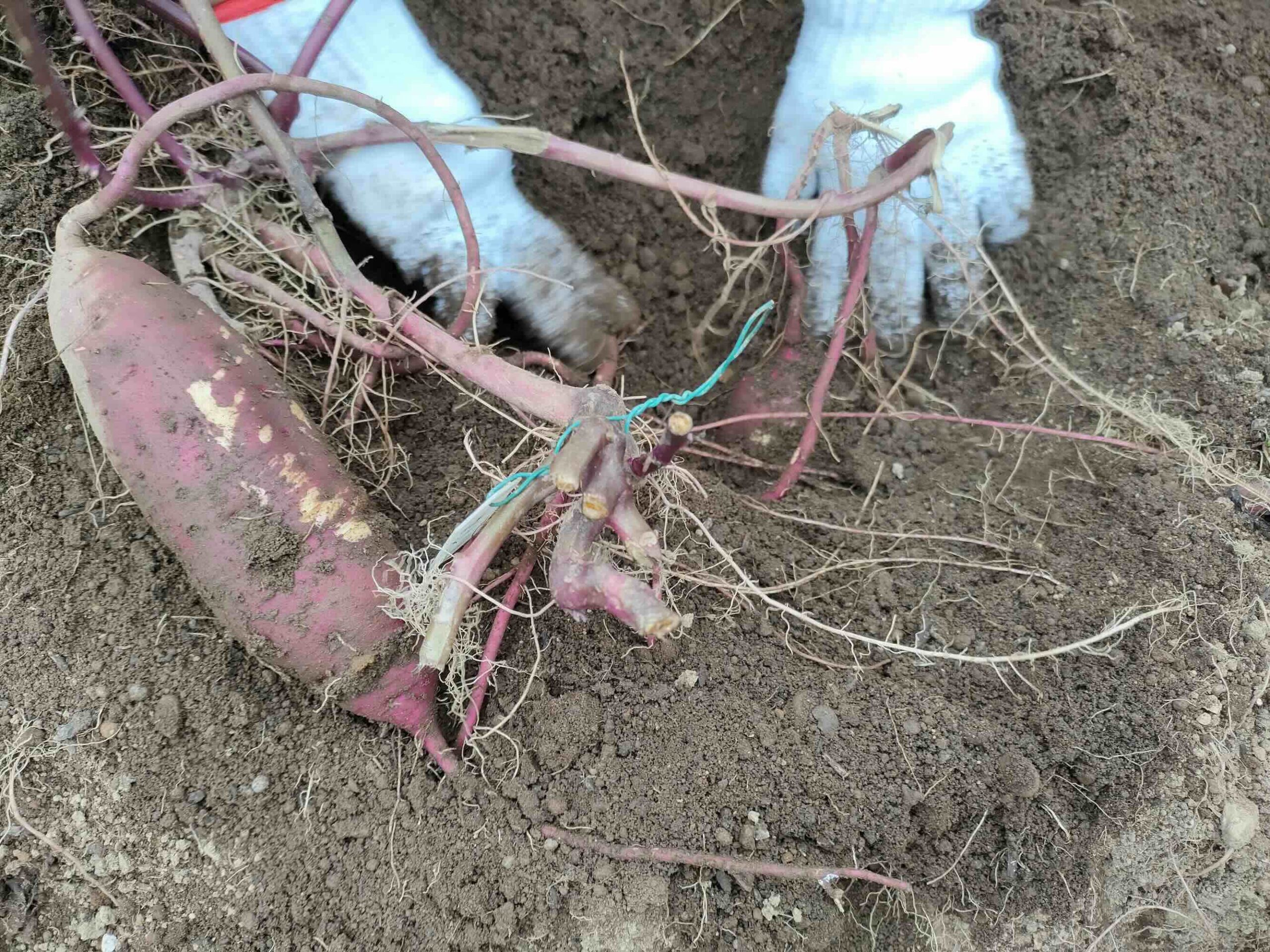 サツマイモの品種別に収穫時期を見極める方法を教えてください