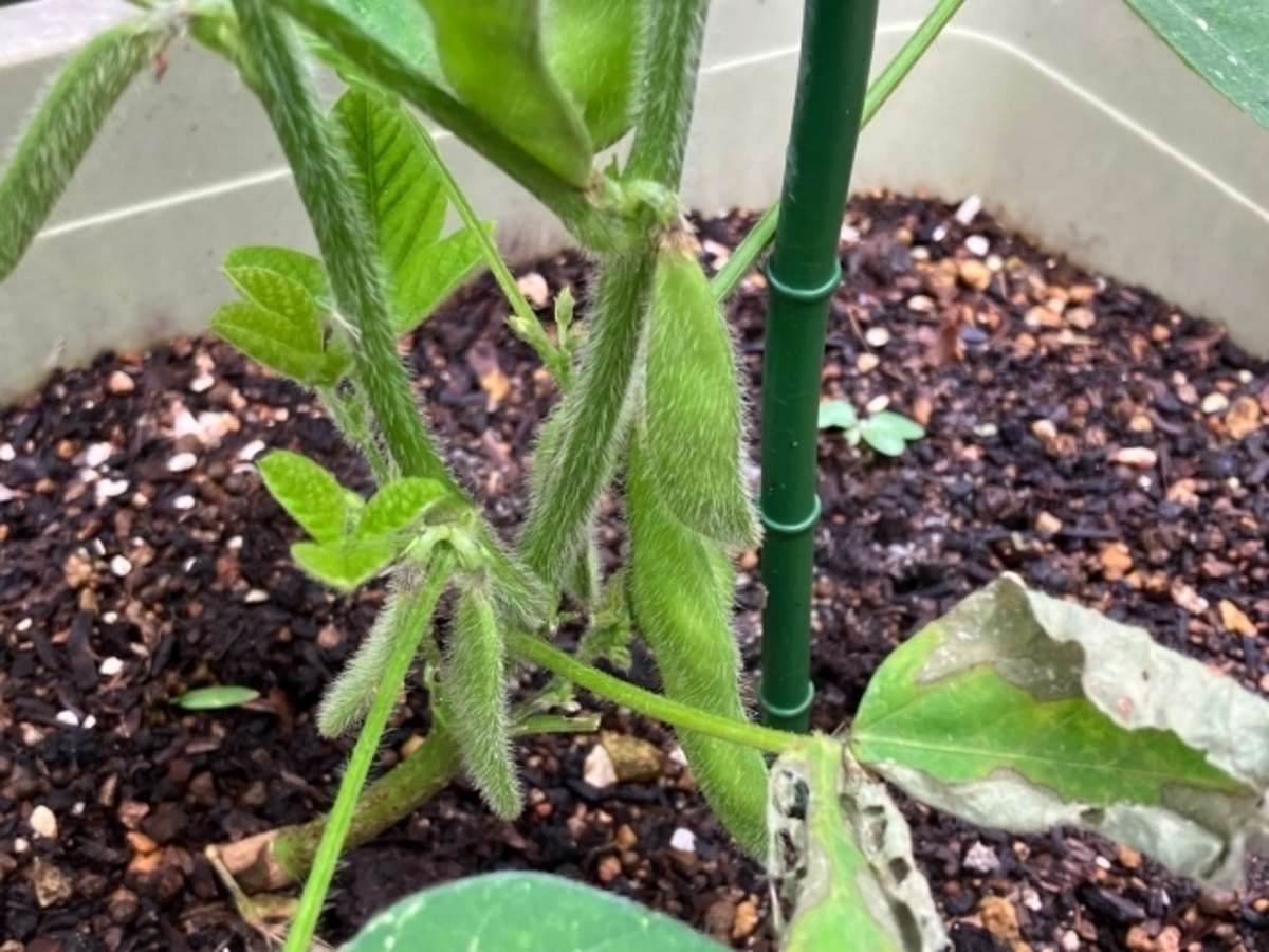 最近買ったばかりの枝豆の苗ですが、プランター栽培ができると 園芸相談Q＆Aみんなの趣味の園芸