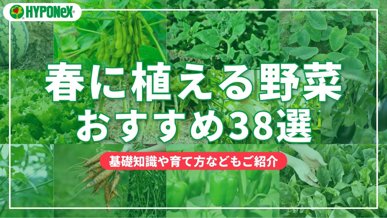 北海道でのガーデニング 春から始められる野菜はどれ