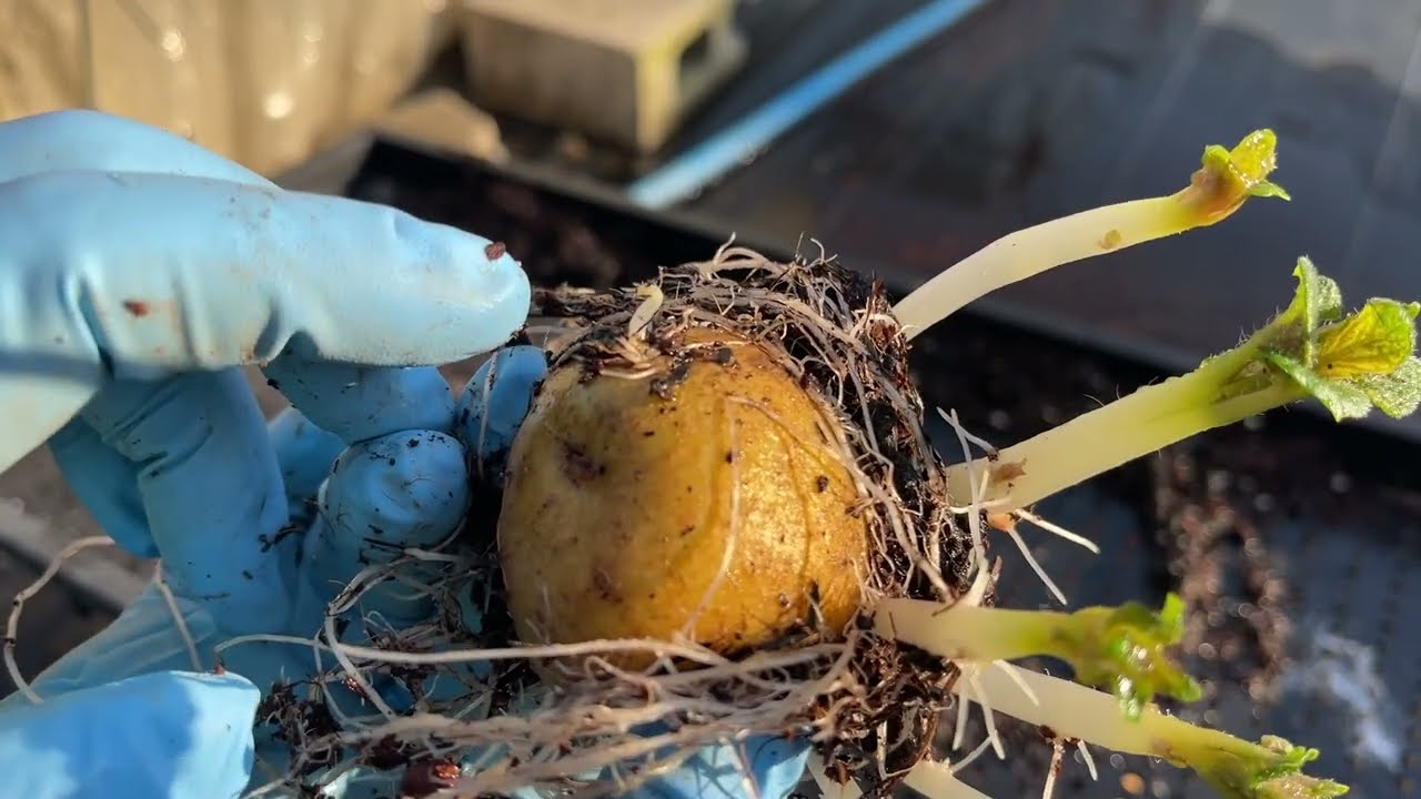 芽が出たジャガイモ: やさいのいろは