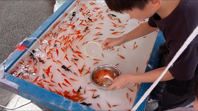 59 Takachiyo 純米吟醸 彗星 生原酒 1800ml日本酒 高千代酒造 たかちよ要冷蔵- 酒舗 井上屋