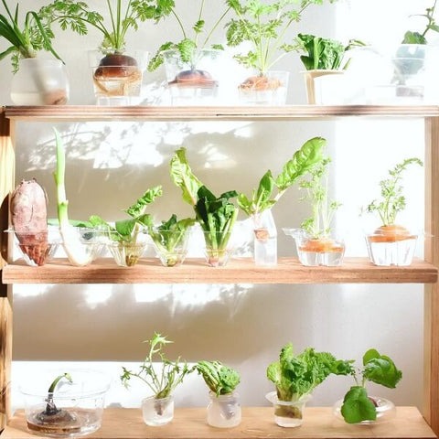 ヘタから葉がグングン伸びる🥕にんじんのリボベジエコで家計の節約にもなる取り組みとして 注目を集めている再生野菜リボーンベジタブル＝リボベジ 。専門家のそらベジガーデンハックさん@sora_gardenhack監修のもと、ウチコト編集部が さまざまな野菜の