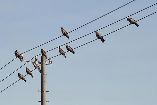 asahi.com：鳶 とび に油揚げをさらわれる - 食