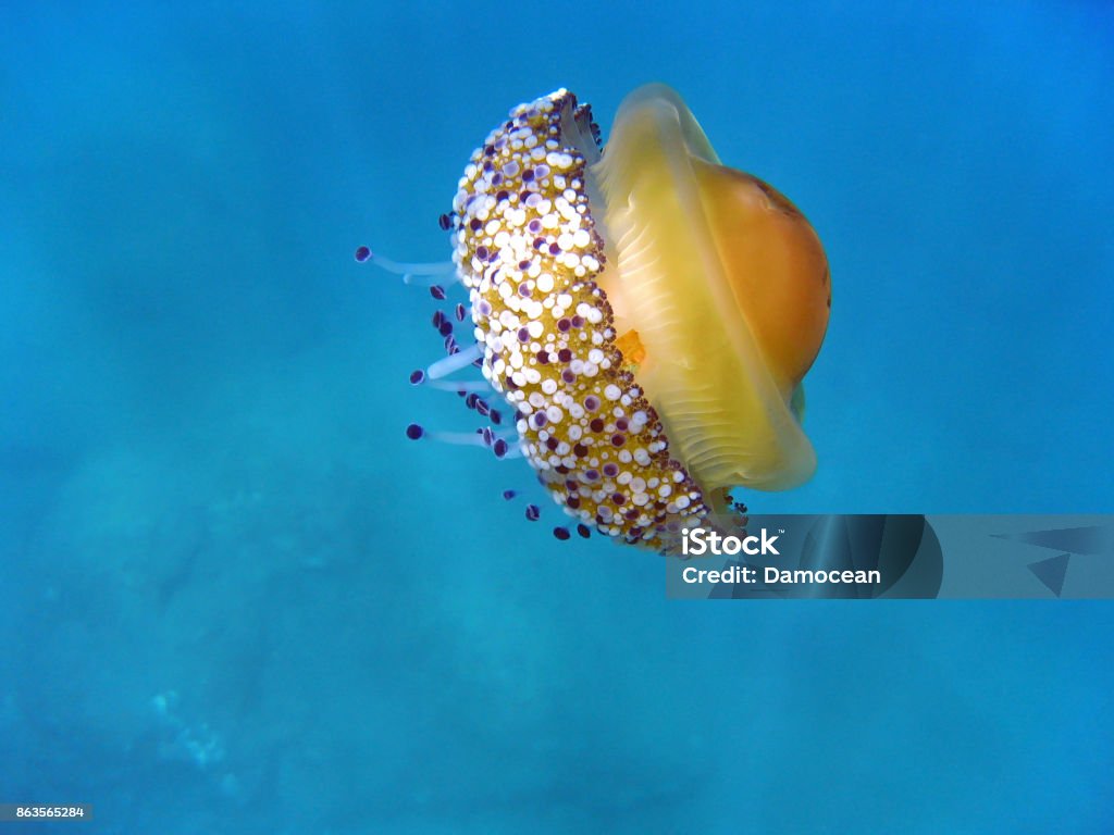 ミ クラゲ屋:ミ on X: 