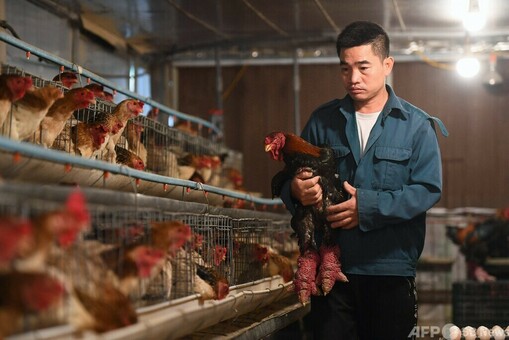 完全異血 新しいドンタオ 食用有精卵６個 超美個体