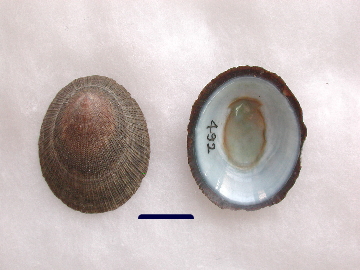 潮干狩りで採れる食べられる貝と食べられない貝Picture Book