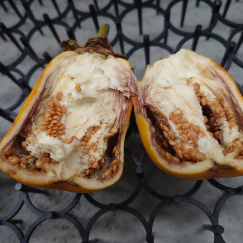 ナス 茄子 の栽培育て方のコツ、剪定や種まき、苗植えの方法は？HORTI by GreenSnap