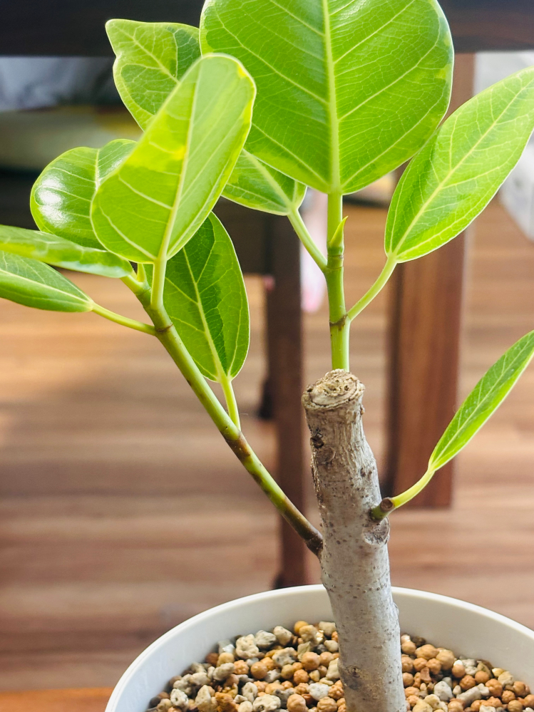 有機 麻の実ナッツ 非加熱 160g パヤカ オンラインショップ