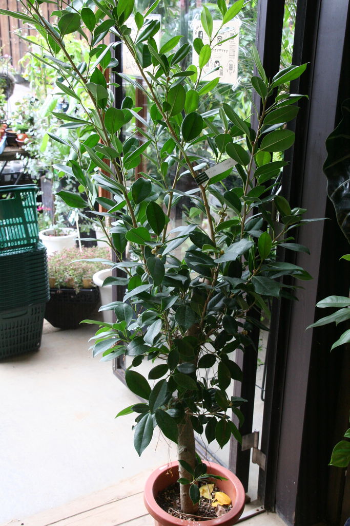 Amazonガジュマル 3鉢セット 受皿なし 観葉植物 ベラボン ヤシの実チップ がじゅまる おしゃれ モダン 本物 インテリア 多幸の木小さいミニサイズ NANOHA観葉植物 オンライン通販