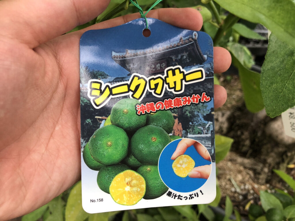 沖縄産のみかん「サンタベニ」沖縄の風景