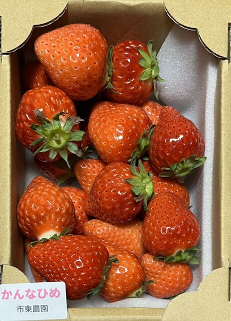 市東農園いちごの直売 予約・アクセス・割引クーポン - じゃらんnet