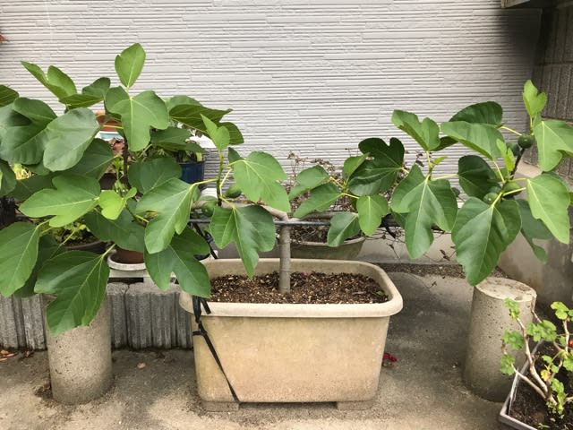 もう一度、多伎イチジク館にワープイチジクと砂丘を渡る風