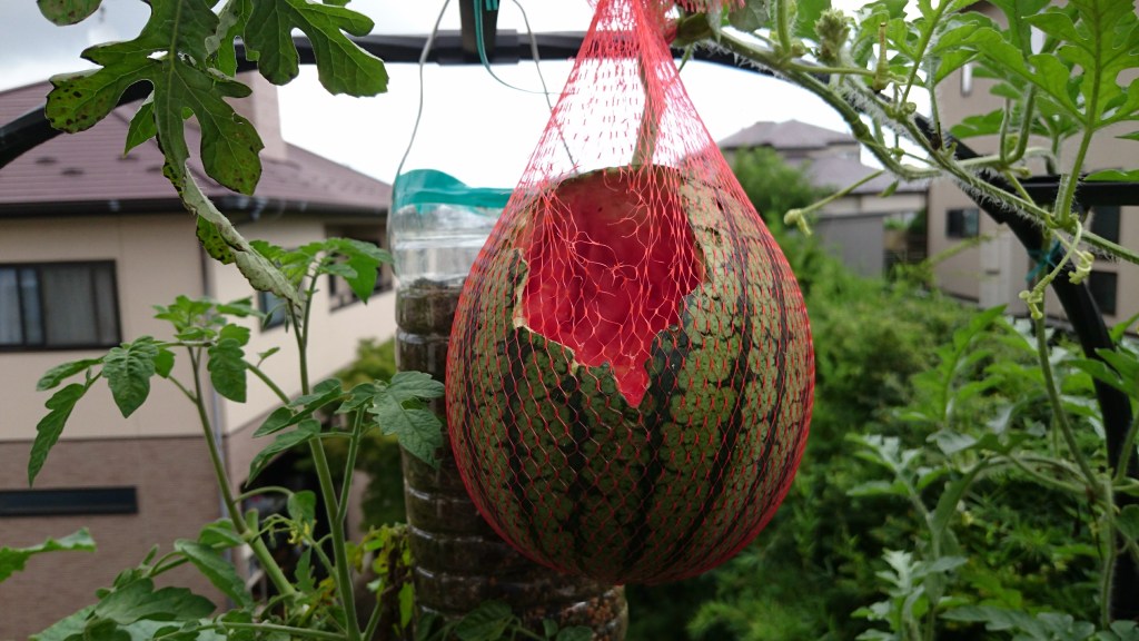 スイカのプランター栽培のポイント南原ファーム公式