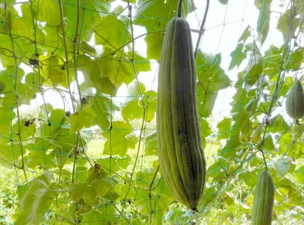 今日からはじめる自然観察 食べるのはいつ？知ろう、自然のこと日本自然保護協会オフィシャルサイト