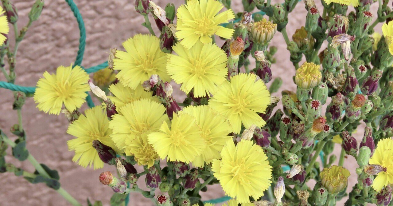 サニーレタスの花言葉意味や由来、種類はあるの？🍀GreenSnap グリーンスナップ