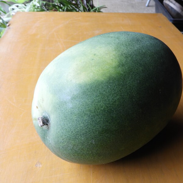 トウガン - Wikipedia