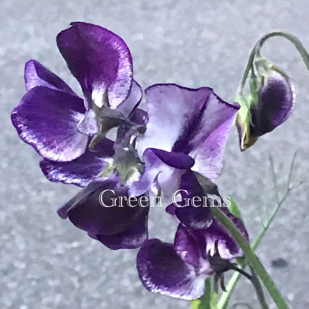 スイートピー スプラッシュシリーズ株式会社大田花き花の生活研究所