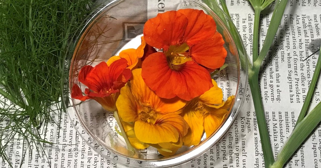 エディブルフラワーナスタチウムを上手に切り戻して２度花期を楽しむ育て方LOVEGREEN ラブグリーン