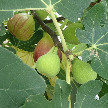 イチジクの摘果は必須ですか？判断基準や作業のポイントは