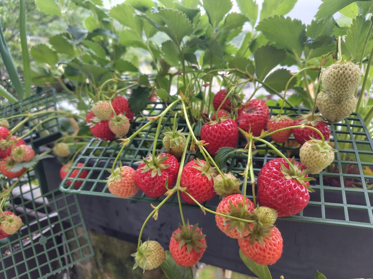 イチゴの育苗均一で病気のない苗をつくるための潅水と管理のポイント - ゼロアグリ