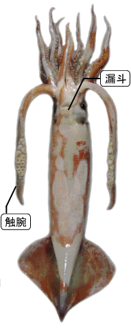 スルメイカの不漁時代に知っておくべき食べ方食べレア北海道北海道の食材お取り寄せ通販サイト