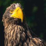 フィリピンで食べておきたい料理を紹介！特徴は？食べられる場所は？スクールウィズ - 英語力UPの留学エージェント