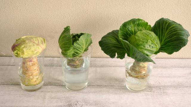 野菜は再生できる⁉残り野菜で栽培できる「リボべジ」の魅力と育て方！Sodate ソダテ