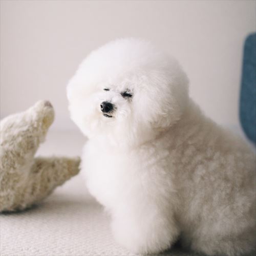 トイプードルのふわふわわたあめスタイル浜松市のトリミング・ペットサロンDOG ASIL-ドッグアシル