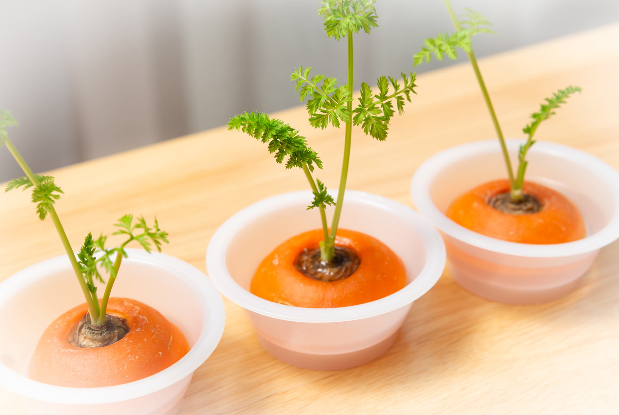 リボベジ 」× NEG製品Nichiden-rika Blog