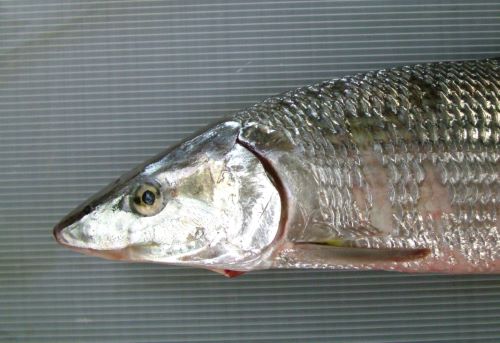 わ～い♪ソトイワシ～！！！Field Note - 屋久島の海と川の記録