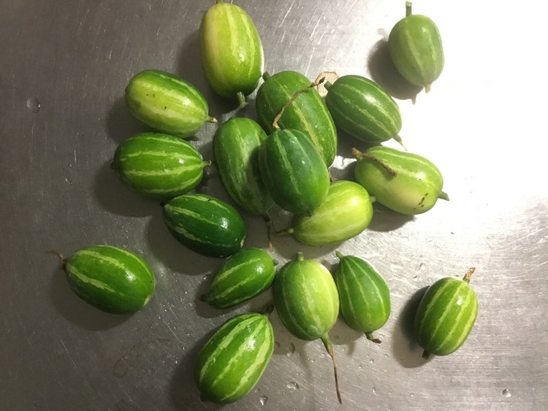 オキナワスズメウリとは育て方がわかる植物図鑑みんなの趣味の園芸 NHK出版