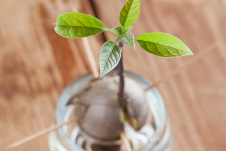 アボカドの切り戻しと挿し木の実験中