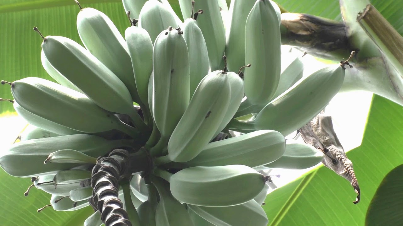 門川町観光協会 - バナナ？ 芭蕉？8 31Facebook