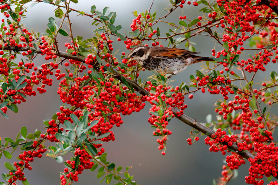 赤い実をつける植物を徹底解説！食用になる種類、安全な実と