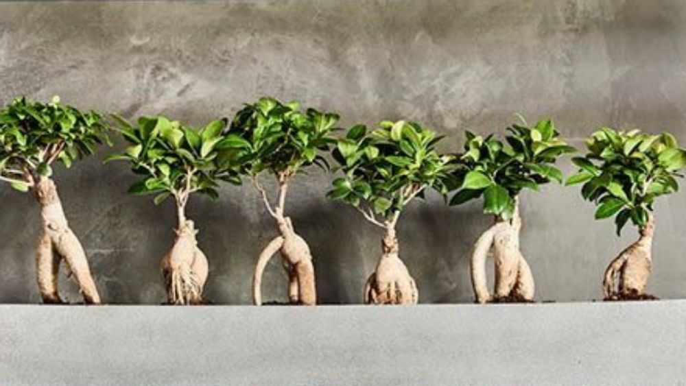 ガジュマルの実を食べるクビワオオコウモリ: 二人の世界オオコウモリ旅行