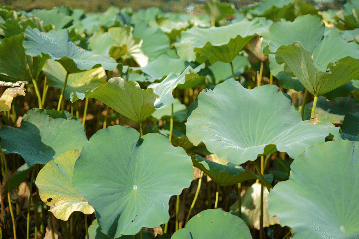 ヨーグルトがくっつかない！？蓮の葉から生まれた特許「トーヤルロータス」〜東洋アルミニウム〜 おもしろ特許知財タイムズ