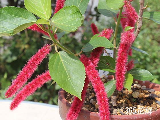 アカリファ 育て方と花言葉植物の秘島
