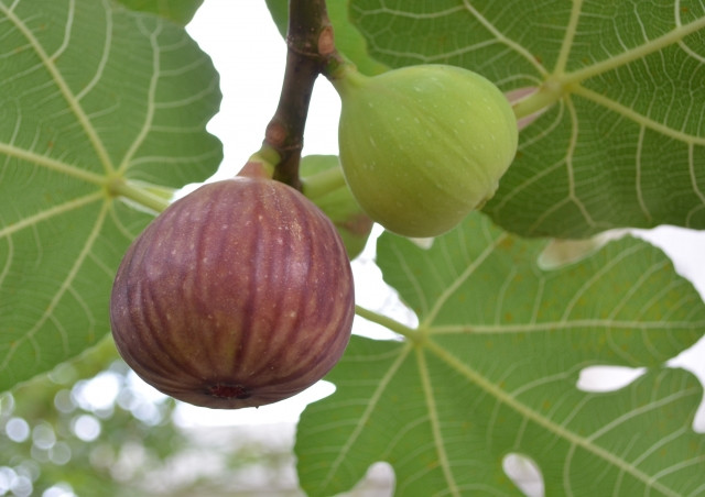 イチジク 収穫のポイントやくも果樹研究所