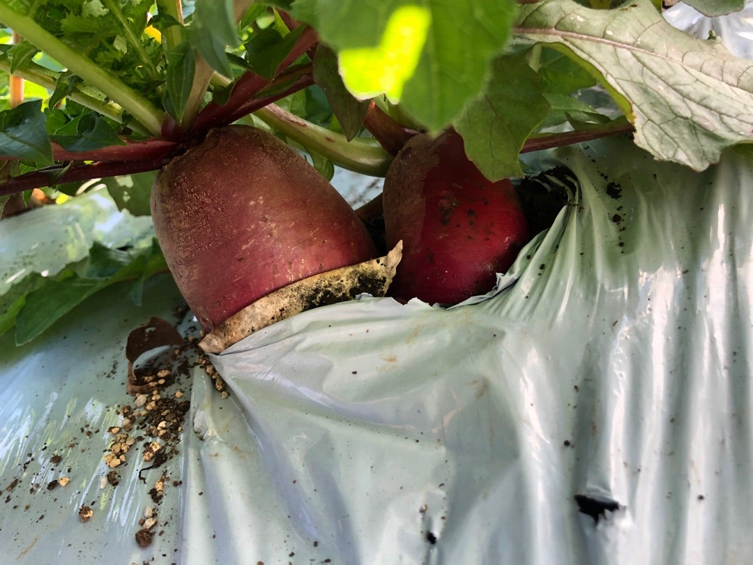 baw_saien ←小さい家庭菜園で役立つ投稿はこちら そろそろ大根収穫間近って人のために「大根の収穫タイミングの目安」を解説するよ！大根収穫の目安・太さ6-8cmで収穫 ・種まきしてからの日数 大体60〜90日・葉っぱの向き大根収穫の注意点収穫が遅くなると