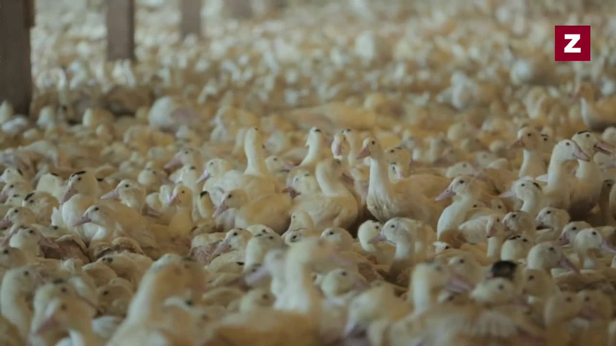 フォアグラのソテ