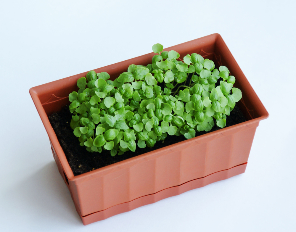 バジルの育て方摘心や冬越しの注意点など栽培のコツを初心者向けに解説コーナンTips