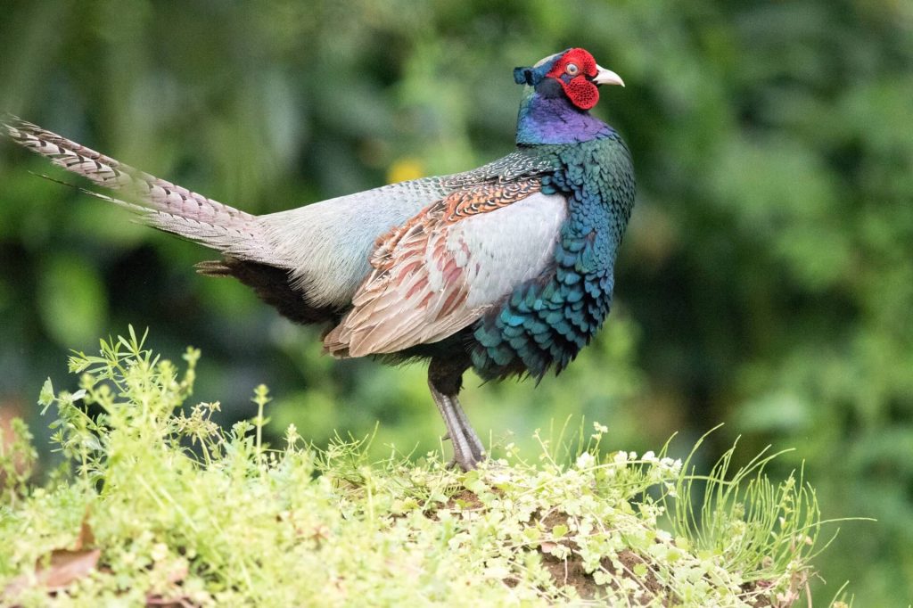 きじ肉の特徴きじ肉の通販・販売・生産本川手箱きじ生産企業組合