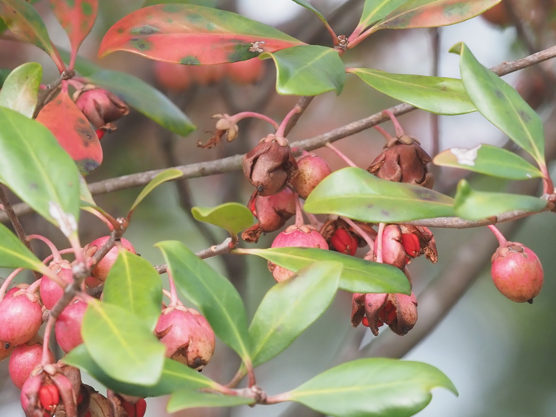 花木図鑑ひみつの花園モクコキモドキ シャリンバイ