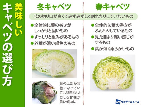 基本からアレンジまで！思わずつくりたくなる「かたい キャベツ」のレシピ集クックパッド