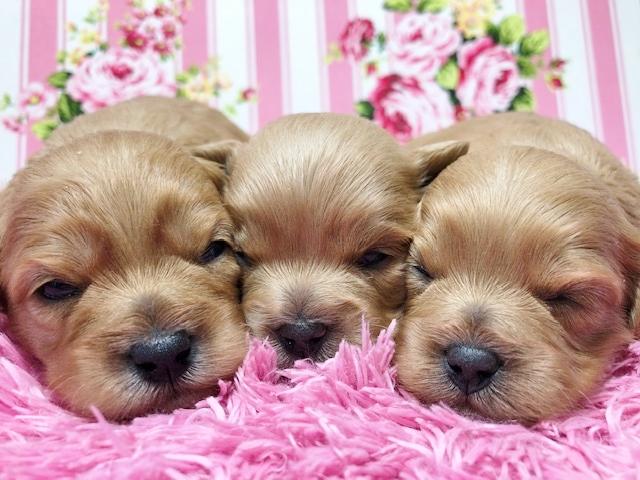 株式会社 ぷっちんDOG'S 秋田県- 子犬や子猫たちのペット販売情報が満載「ペットステーション」